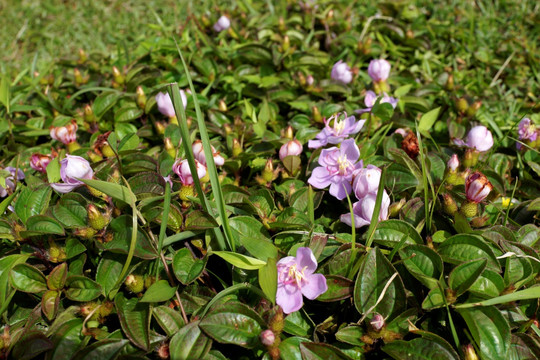 高山花草