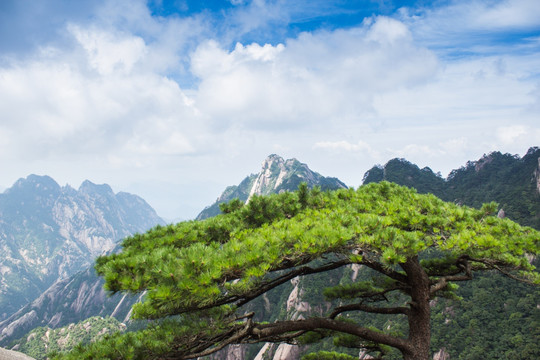 黄山奇松