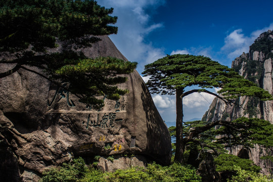 黄山迎客松