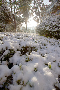 树上的雪