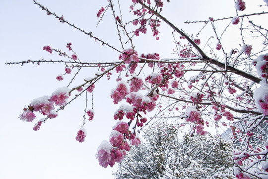 积雪的樱花