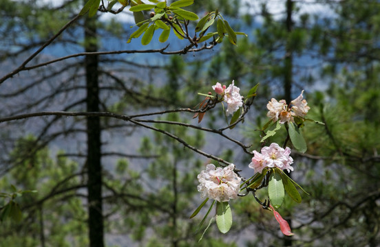 杜鹃 高山杜鹃