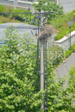 城市电杆上筑巢的喜鹊 喜鹊窝