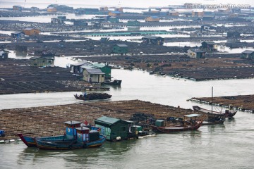 霞浦 海产品养殖 滩涂