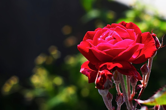 金典红玫瑰图