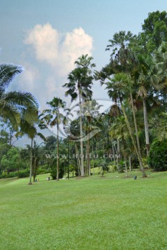 热带风光 椰树