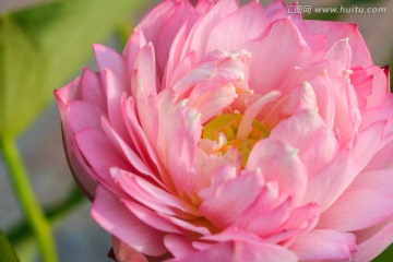 小荷花 芙蓉面