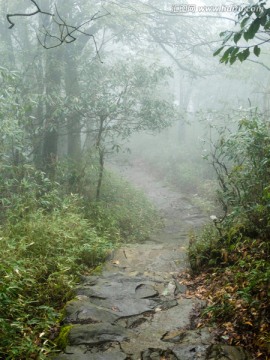 森林山路