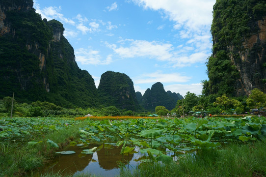 荷花山水