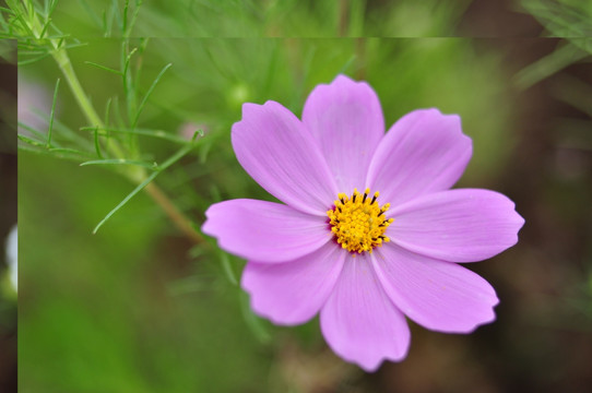 格桑花