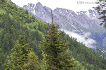 四川九寨沟原始森林和雪山