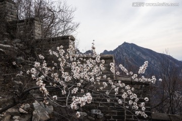 箭扣长城花季 城墙