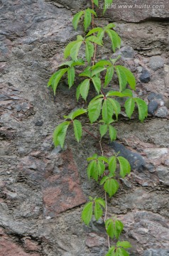 爬山虎