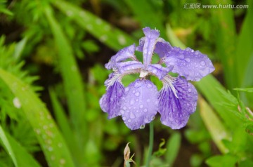 紫色鸢尾花