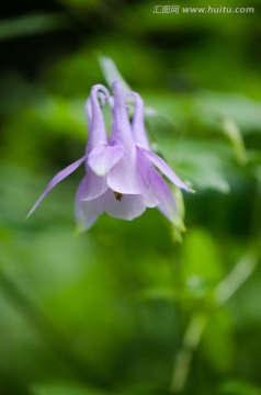 耧斗菜花