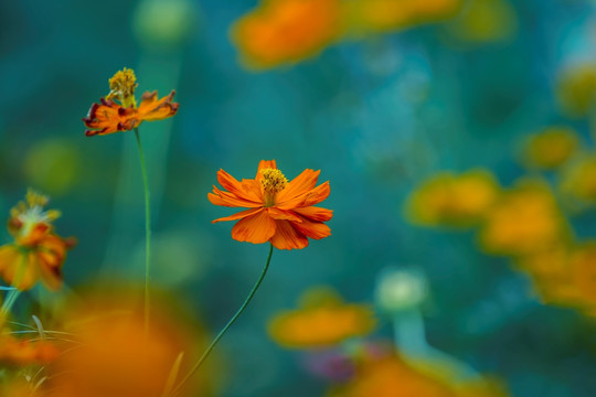 格桑花