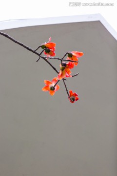 木棉花