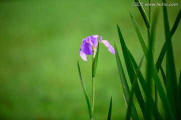 鸢尾兰