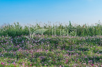 波斯菊花海