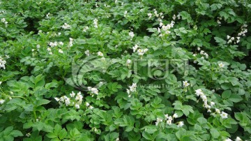 土豆花 土豆种植