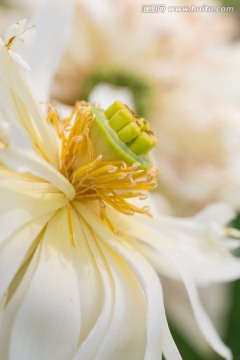 小荷花 白莲花芯