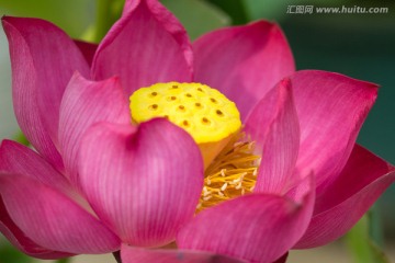 黄莲蓬红花瓣莲花底座