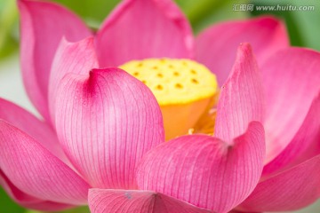 黄莲蓬红花瓣莲花底座