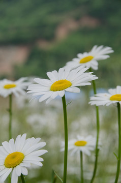 波斯菊