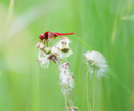 红色蜻蜒 蜻蜒