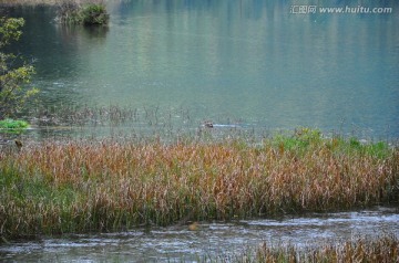 九寨沟芦苇湖水