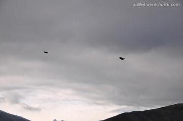 老鹰天空乌云风景