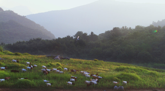 羊群 草原放牧