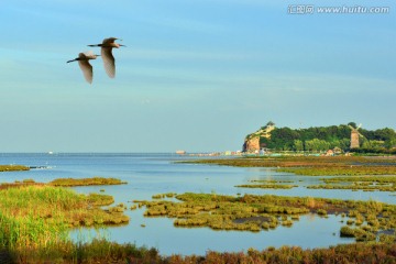 北戴河鸽子窝观鸟湿地