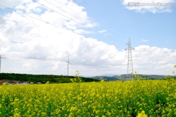 油菜花