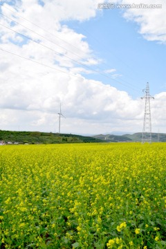 油菜花