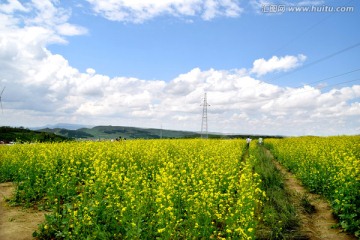 油菜花