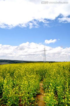 油菜花