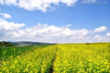 油菜花