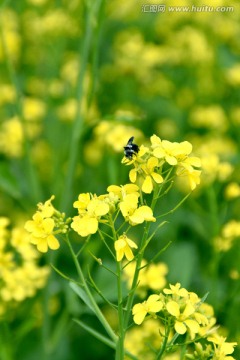 油菜花