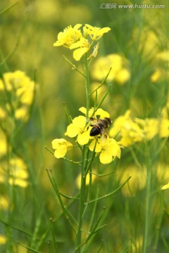 油菜花