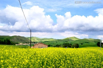 油菜花