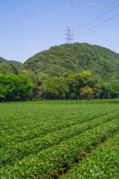 梅家坞茶园