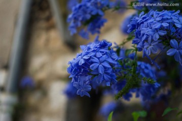 藍色小花