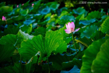 荷花池