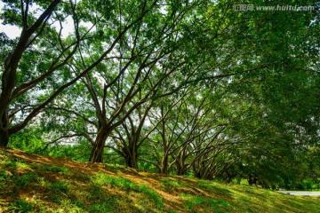 阳光绿树背景