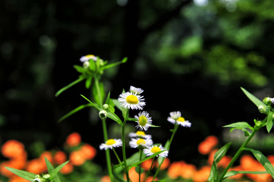 雏菊