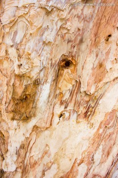 澳大利亚进口树木千层白背景素材