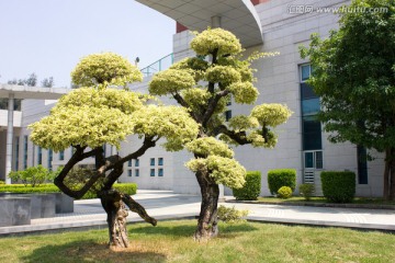 深圳大学内精心修剪的绿化树