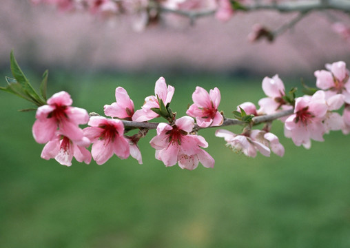 桃花