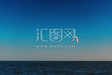 冬季海鸥